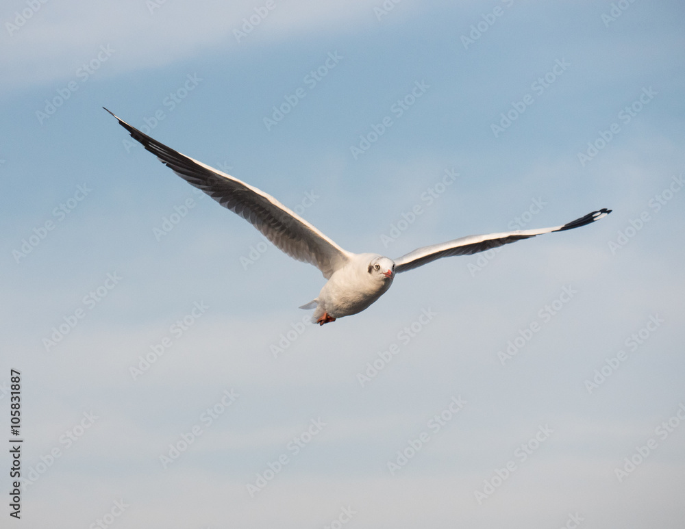 Migratory seagulls flock to the Bang Pu Seaside Migratory seagulls flock to the Bang Pu Seaside