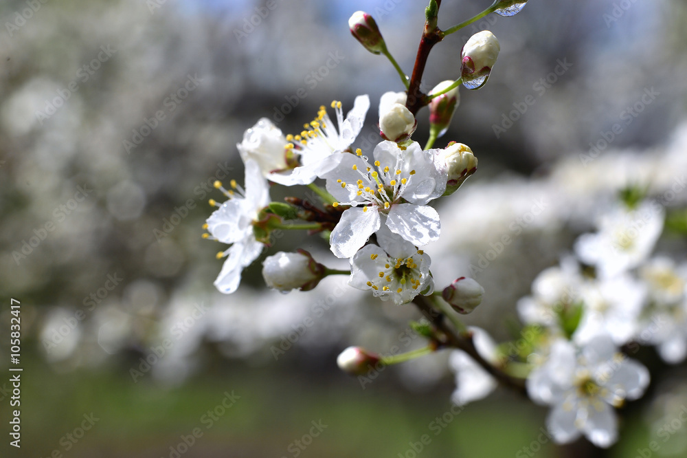 Flowering trees in autumn garden on a sunny day Flowering trees in autumn garden on a sunny day
