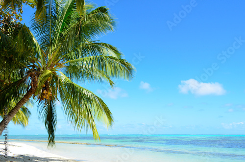 A tropical palm tree beach