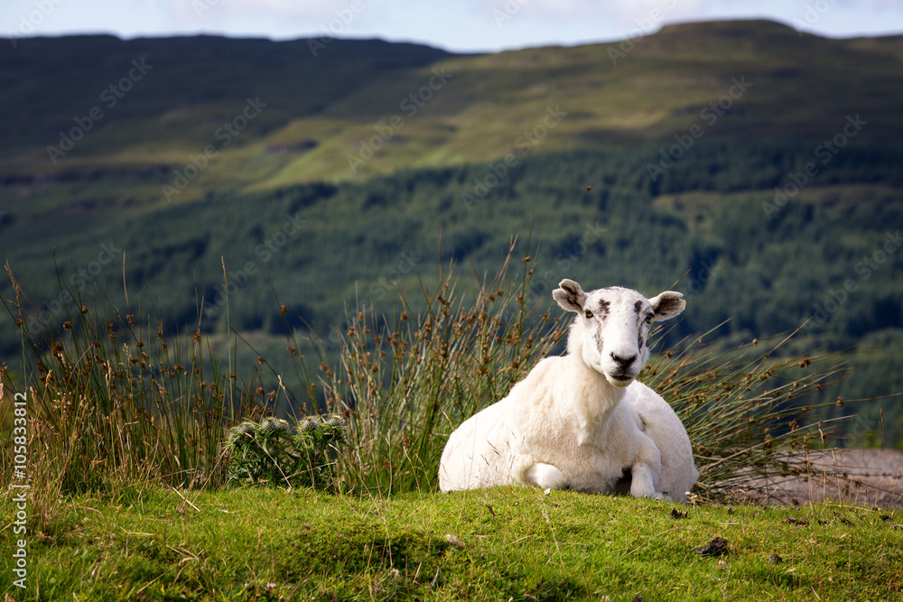 Fototapeta premium Ilse of Mull Sheep