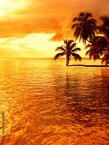 Tropical coconut palm tree sunset