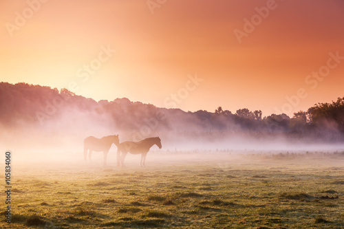 Fototapeta Naklejka Na Ścianę i Meble -  horses grazing on pasture