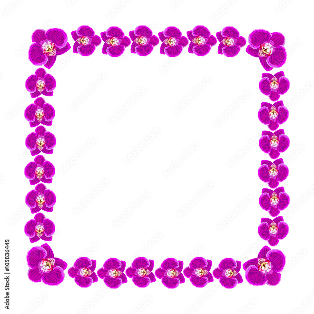 Beautiful orchid flowers frame