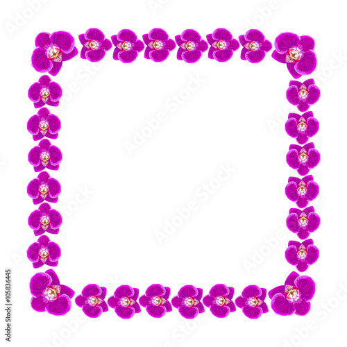 Beautiful orchid flowers frame