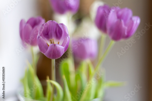 Blühende Tulpen