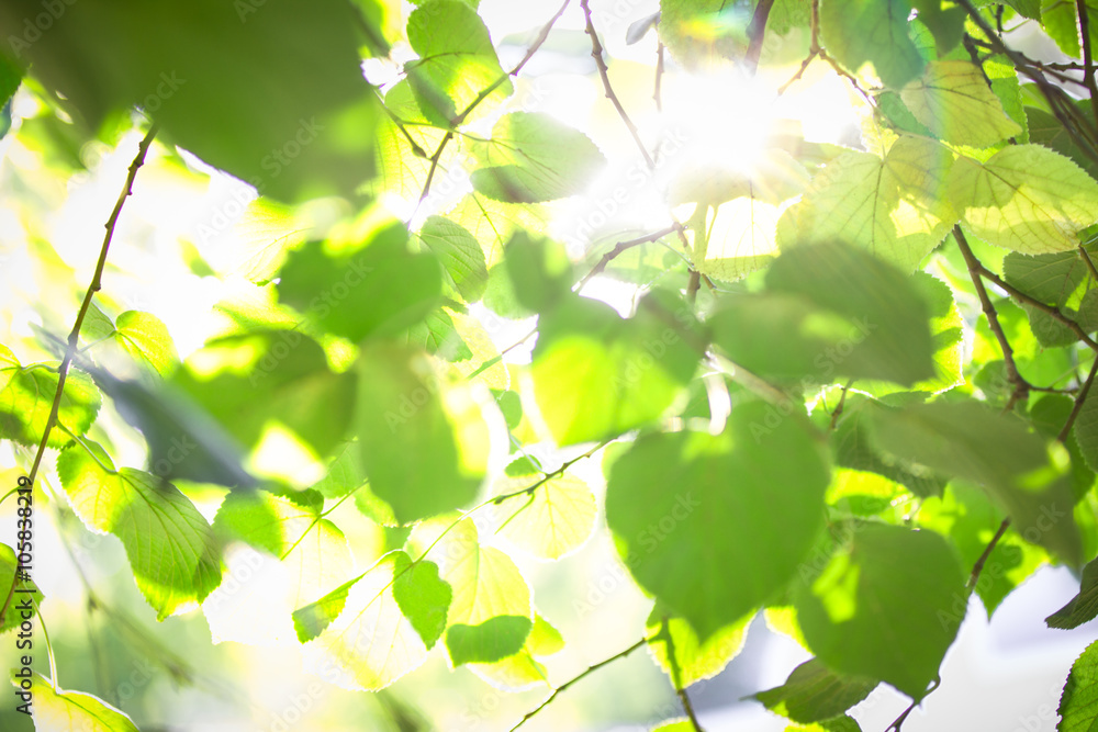Warm sun rays on green foliage Warm sun rays on green foliage