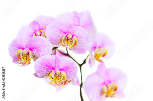 Fototapeta Naklejka Na Ścianę i Meble -  Beautiful orchid flower on white background
