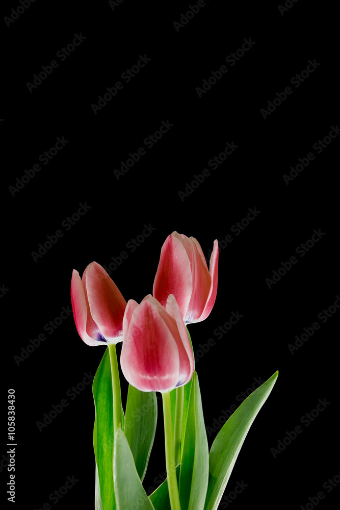 red tulips on a black background red tulips on a black background