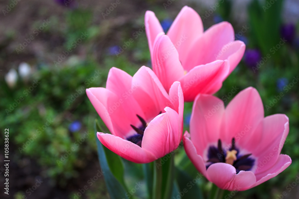 Top view of pink tulips in botanical garden Top view of pink tulips in botanical garden