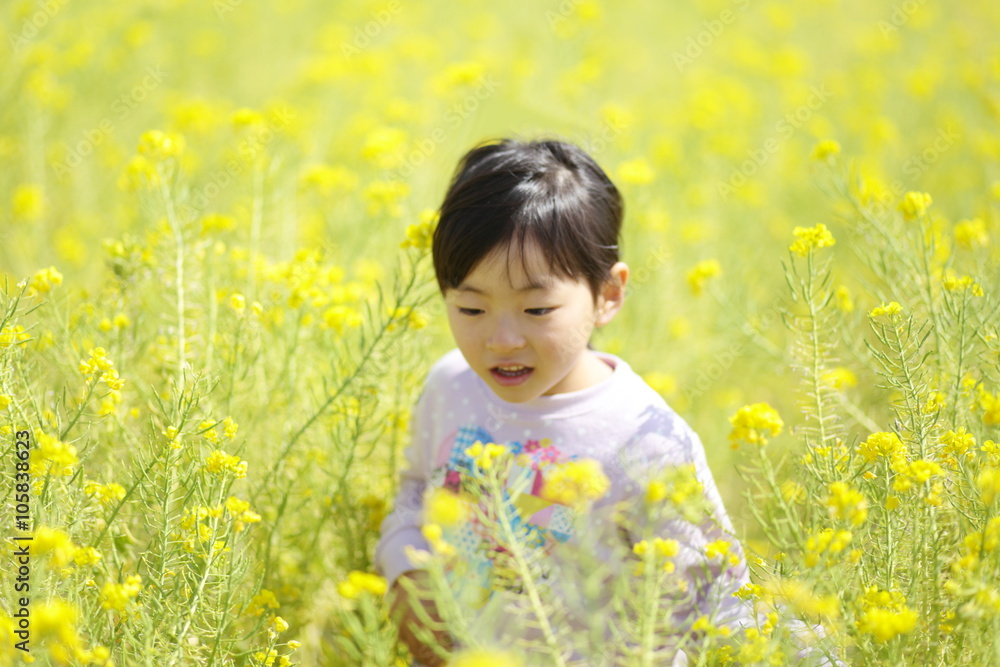 Fototapeta premium 菜の花畑