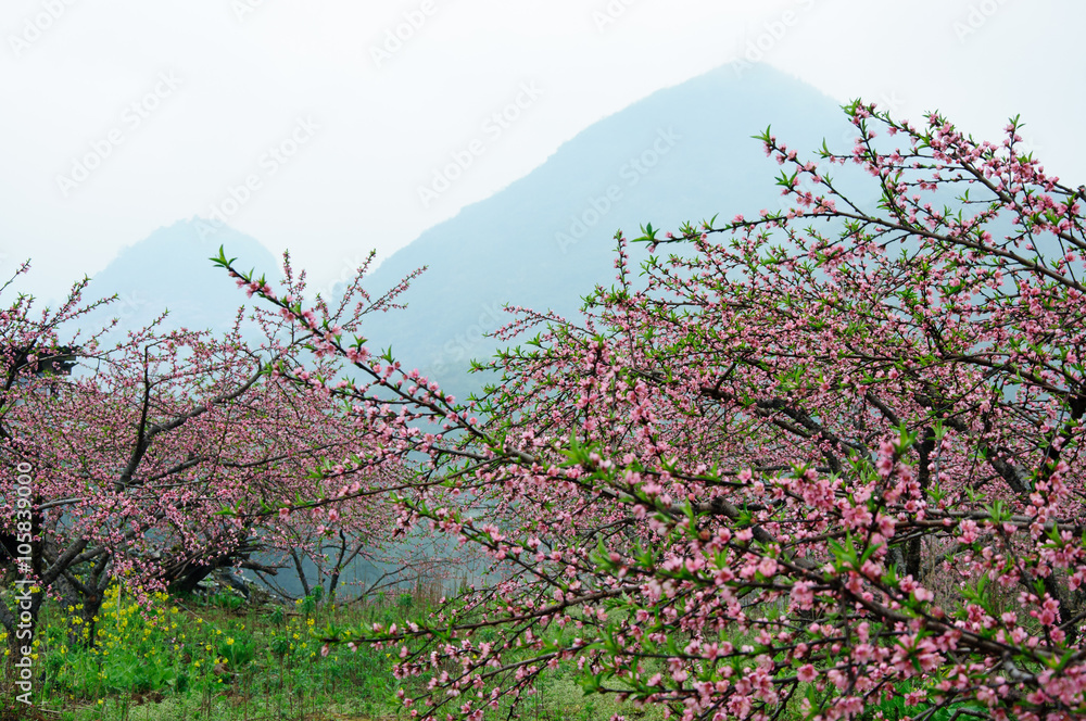 The beautiful blooming peach flowers in spring season
