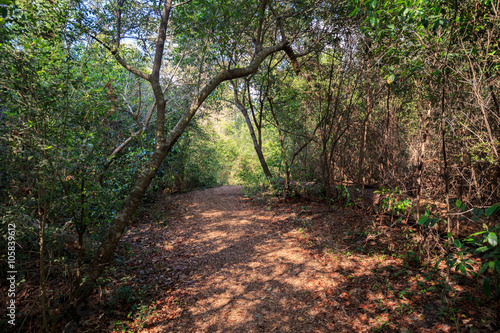Houston Arboretum Nature Center landscape view