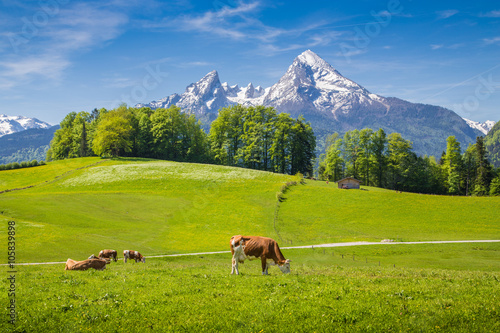 Idyllic landscape in the Alps with cows grazing on green meadows in spring