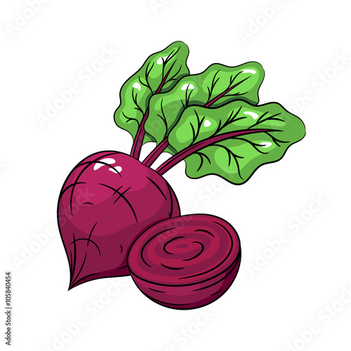 Vector beetroot illustration on white background