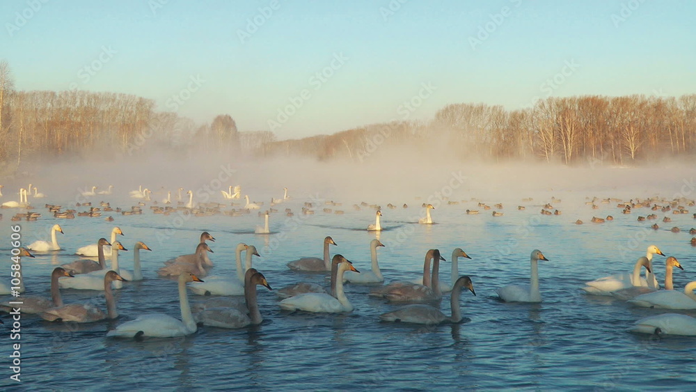 Swans Cygnus cygnus on altai lake Svetloe in the morning mist at early morning Swans Cygnus cygnus on altai lake Svetloe in the morning mist at early morning