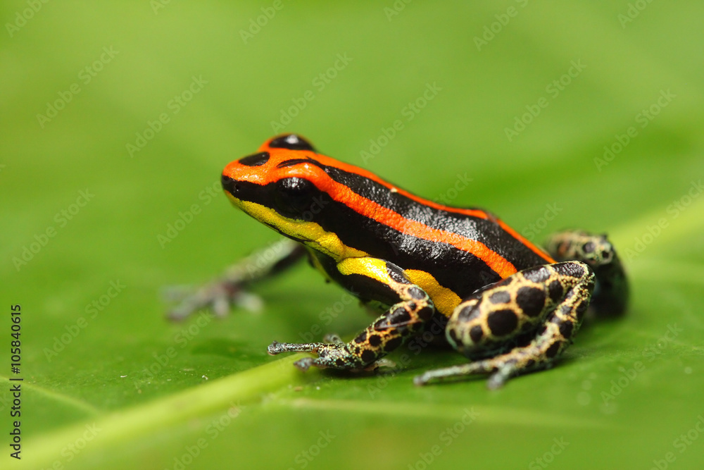 Fototapeta premium Poison dart frog 