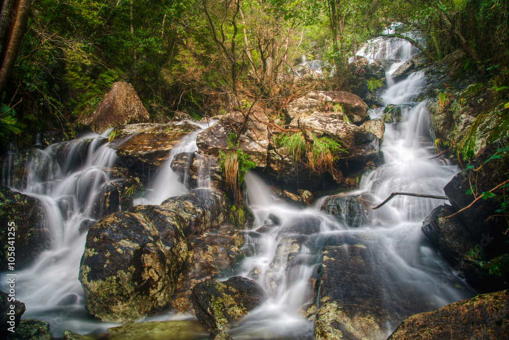 torrent between the Atlantic rainforest torrent between the Atlantic rainforest