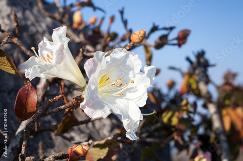 Flower of Rhododendron ludwigianum (one thousand years old white