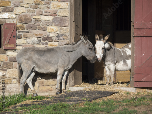 Fototapeta A Pair of Miniature Donkeys: A pair of miniature donkeys with noses touching nea