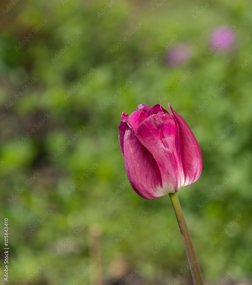 one red Tulip on background of green grass one red Tulip on background of green grass