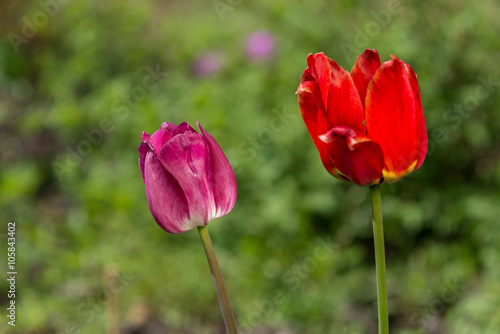 two red Tulips on background of green grass