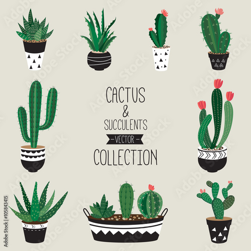 Cacti and succulents vector collection 
 Set of nine decorative houseplants