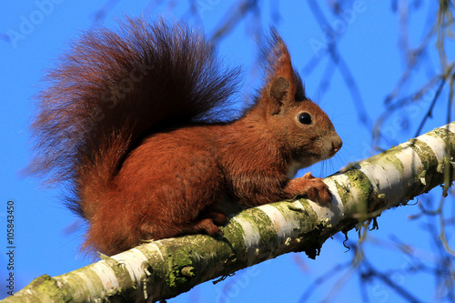 Eichhörnchen im Frühjahr photo