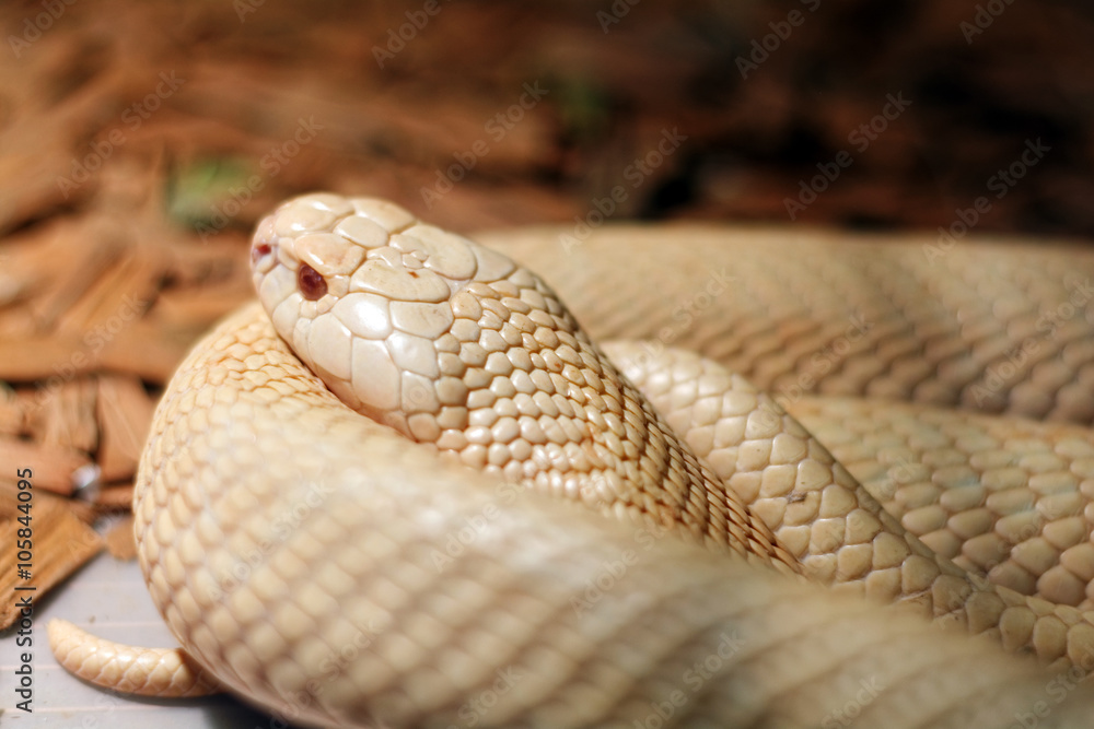 Fototapeta premium Snake in the terrarium - Albino indian cobra