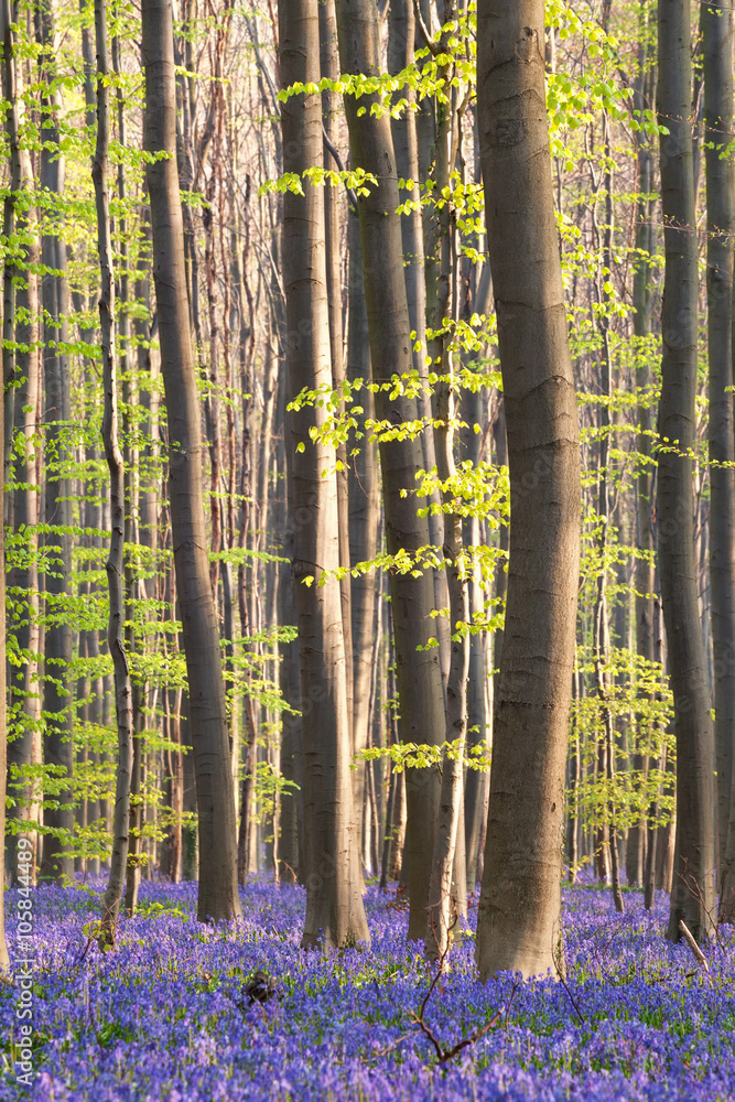 sunny flowering spring forest sunny flowering spring forest