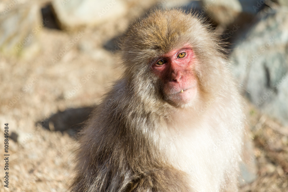 Naklejka premium Monkey