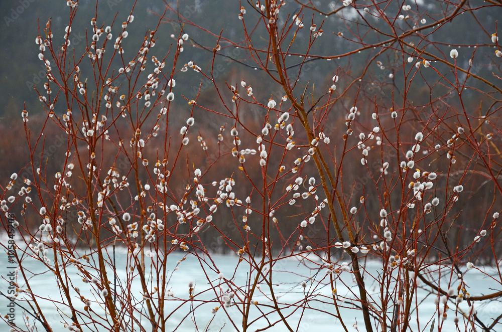 Fototapeta premium Woolly willow bud - Palm Sunday symbol in early spring near ice river