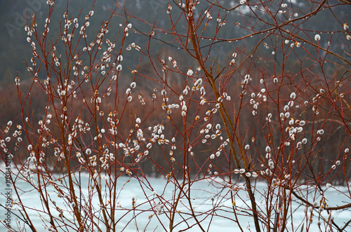Woolly willow bud - Palm Sunday symbol in early spring near ice river