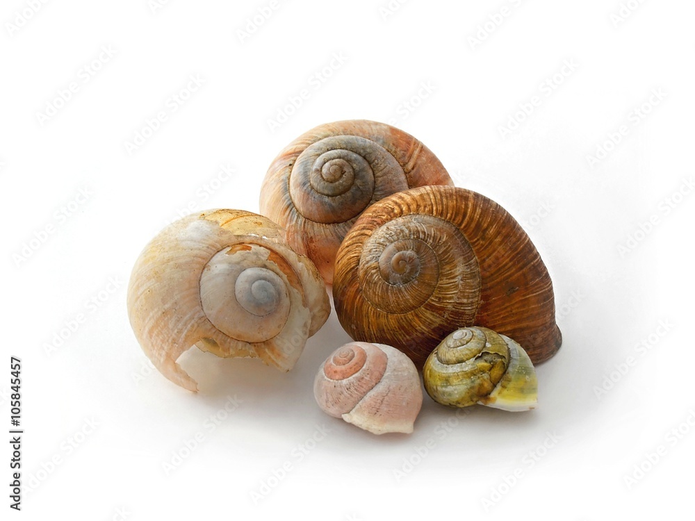 five snail's conch