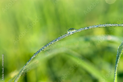 dew drops on a green grass on a meadow