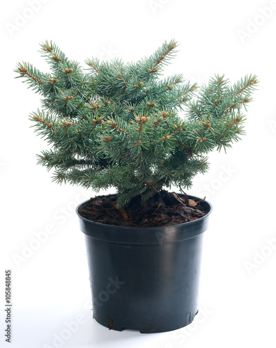  Picea pungens Glauca Globosa in a pot