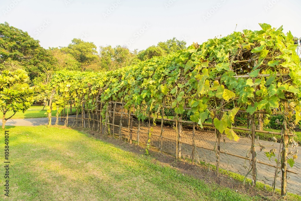 Naklejka premium Green tunnel made from calabash plant 