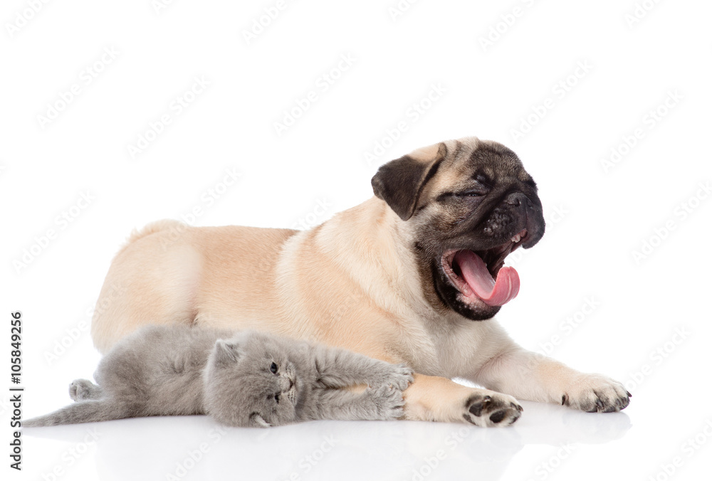 yawning  pug puppy and tiny kitten together. isolated on white b
