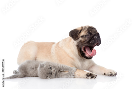 yawning  pug puppy and tiny kitten together. isolated on white b © Ermolaev Alexandr