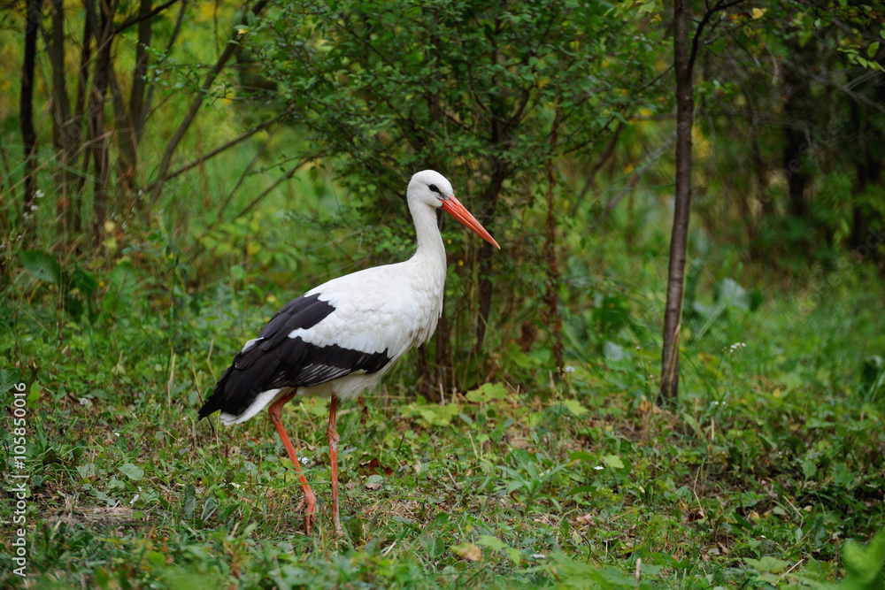 Fototapeta premium Stork in a field