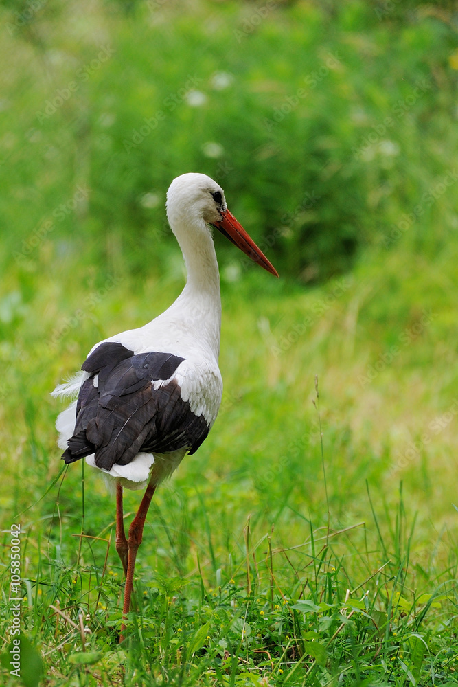 Fototapeta premium Stork in a field