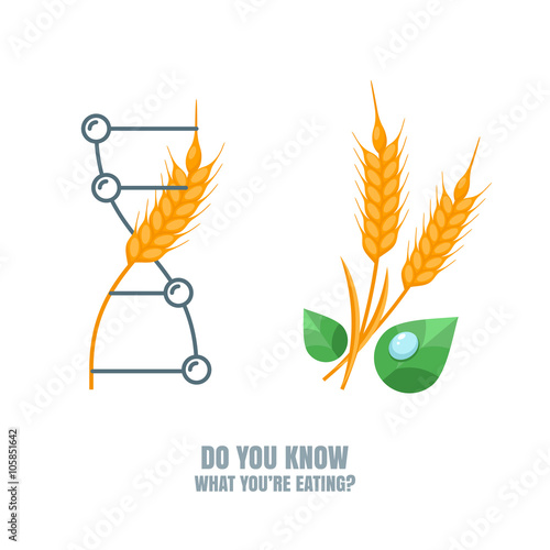 Healthy and gmo food concept. Vector illustration of organic wheat and genetically modified wheat. Farming and agriculture illustration of cereals, barley or rye ears. Do you know what you're eating.