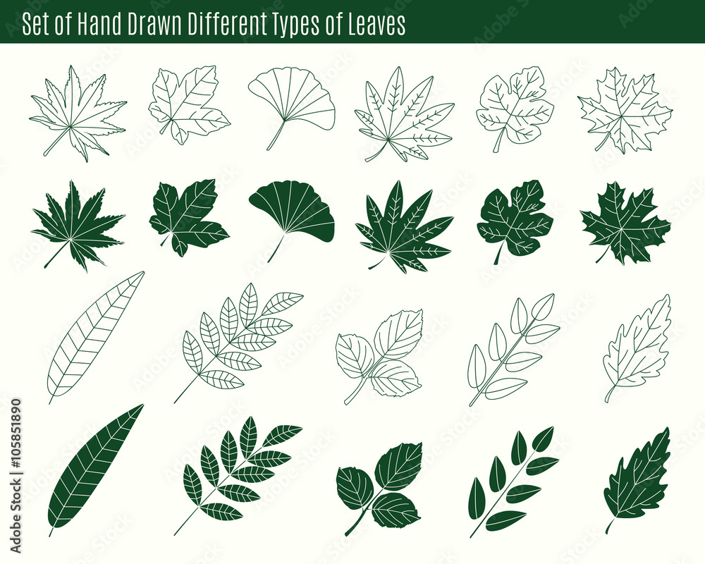 Naklejka premium Set of hand drawn different types of leaves.