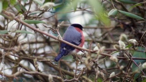 Male Bullfinch on tree nibbling spring buds
