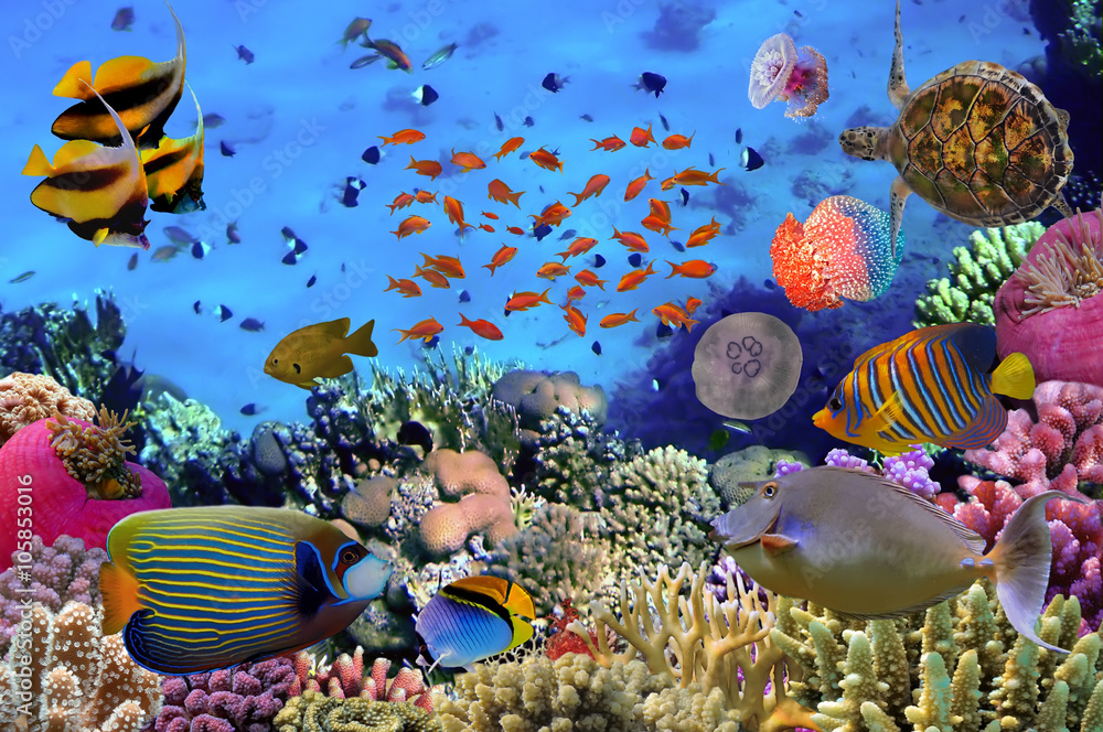 Fototapeta premium Colorful coral reef with many fishes and sea turtle. Red Sea