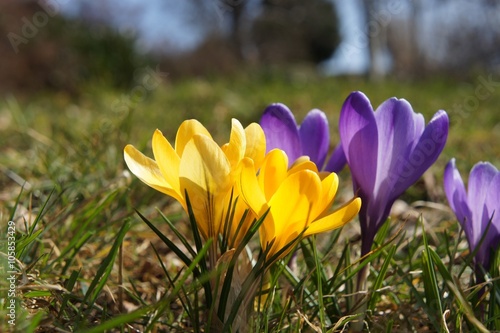 Krokus, gelb, violett, Frühlingsanfang