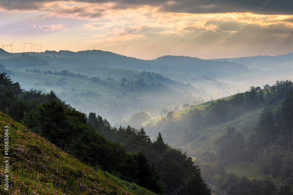 Obraz premium coniferous forest on a mountain slope