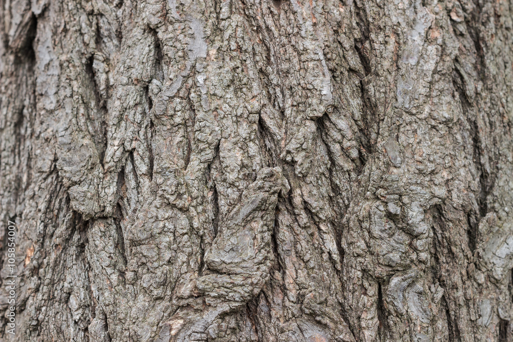 Texture or background of tree bark Texture or background of tree bark