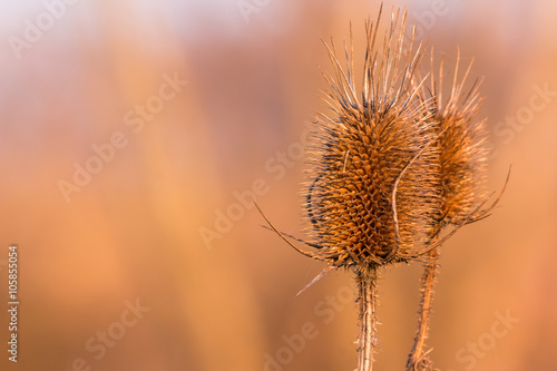 Thistle at sunset  Slovakia