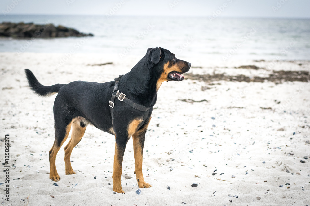 Rottweiler Mischling