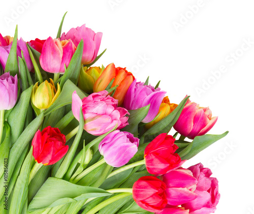 bouquet of  pink, purple and red  tulips © neirfy